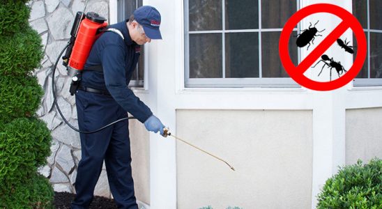 Iğdır Fare İlaçlama böcek ilaçlama ve haşere kontrolü — ilaclama-tr.com